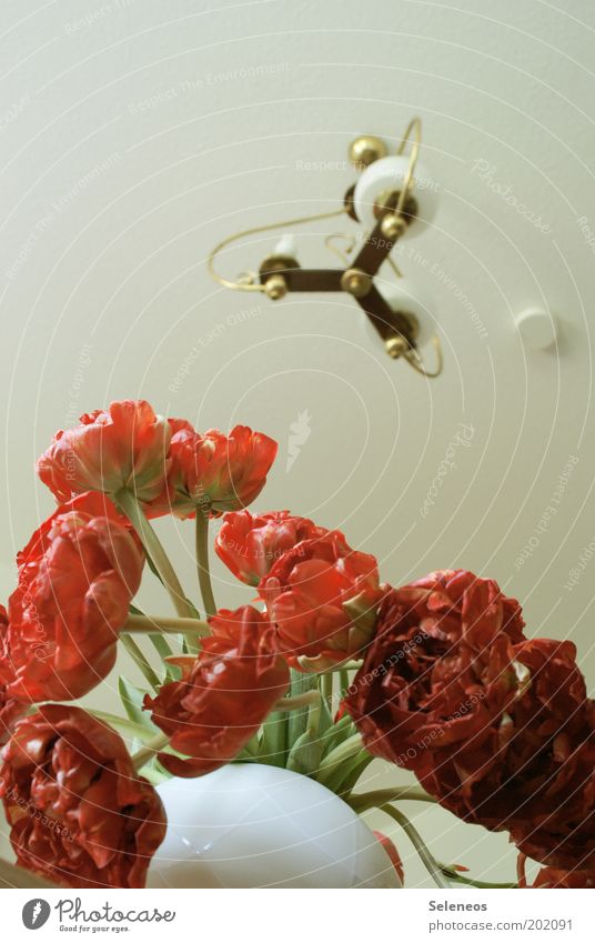 tulips Style Design Flat (apartment) Decoration Room Flower Tulip Blossom Blossoming Hang Esthetic Fresh Red White Fragrance Lamp Lighting Electric bulb Vase