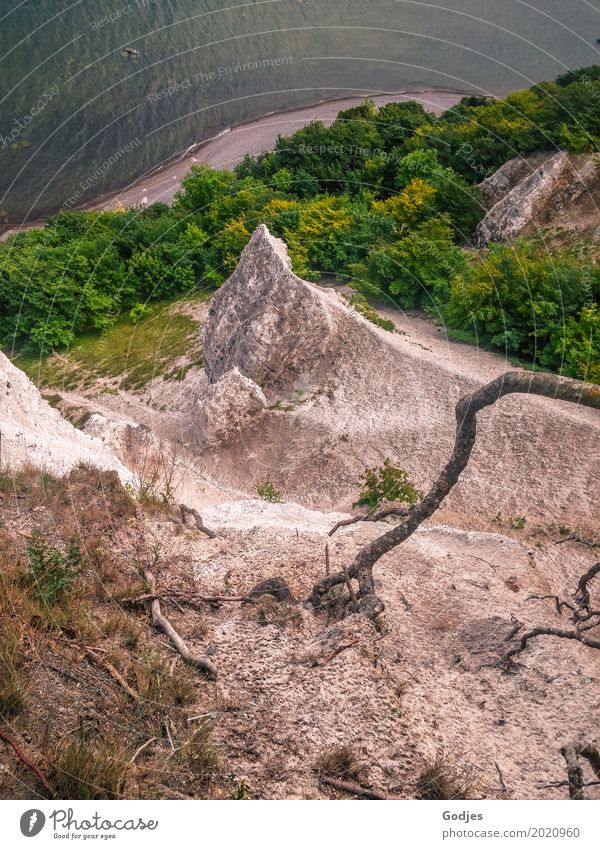 Steep coast, view into the abyss of a chalk cliff with green trees to the water Landscape Animal Water Summer Tree Mountain Baltic Sea Exceptional Blue Brown