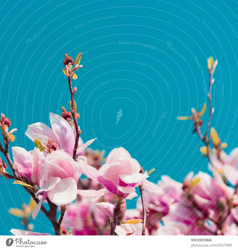 Pink Magnolia Blossoms Lifestyle Design Exotic Garden Nature Plant Sky Sunlight Spring Bushes Leaf Park Blossoming Blue Magnolia plants Magnolia blossom