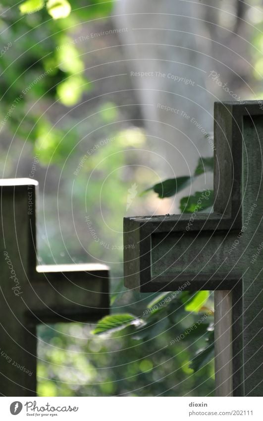 Transience #2 Tree Stone Sign Old Tombstone Cemetery Death Funeral Christian cross Calm Remember Grave Christianity Colour photo Exterior shot Copy Space top