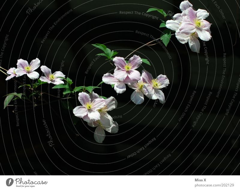 GARLAND Nature Summer Plant Flower Blossom Garden Park Blossoming Growth Clematis Pink Tendril Paper chain Colour photo Exterior shot Close-up Deserted