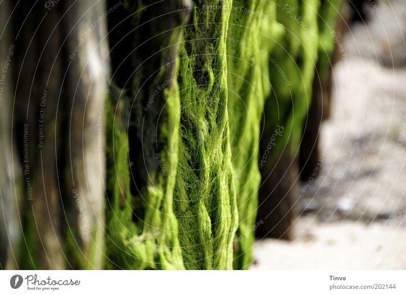 Seaweed on a wooden pole on the beach Summer Coast Beach North Sea Green Algae Wooden stake Colour photo Deserted Copy Space left Copy Space right