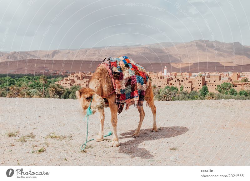 desert taxi Desert Oasis Camel Dromedary Wait Morocco Camel market Camel hump Carpet Vacation photo Vacation & Travel Travel photography Near and Middle East