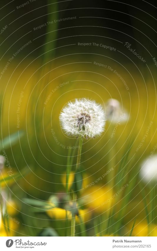 dandelion in yellow-green bokeh Environment Nature Landscape Plant Spring Meadow Esthetic Fragrance Near Yellow Green Joie de vivre (Vitality) Spring fever Calm