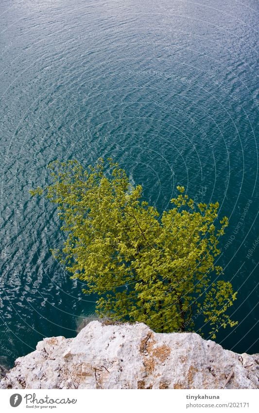 cliffhanger Trip Far-off places Freedom Summer Beach Ocean Waves Landscape Beautiful weather Tree Coast Stone Relaxation Vacation & Travel Dream Infinity Blue