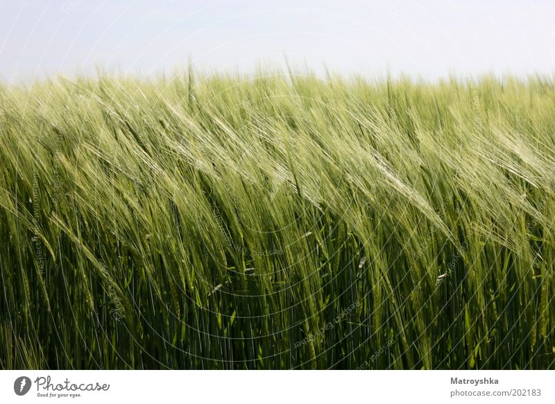 call Nature Landscape Sky Spring Wind Barley Field Growth Authentic Sustainability Green Calm Flexible Nutrition Colour photo Exterior shot