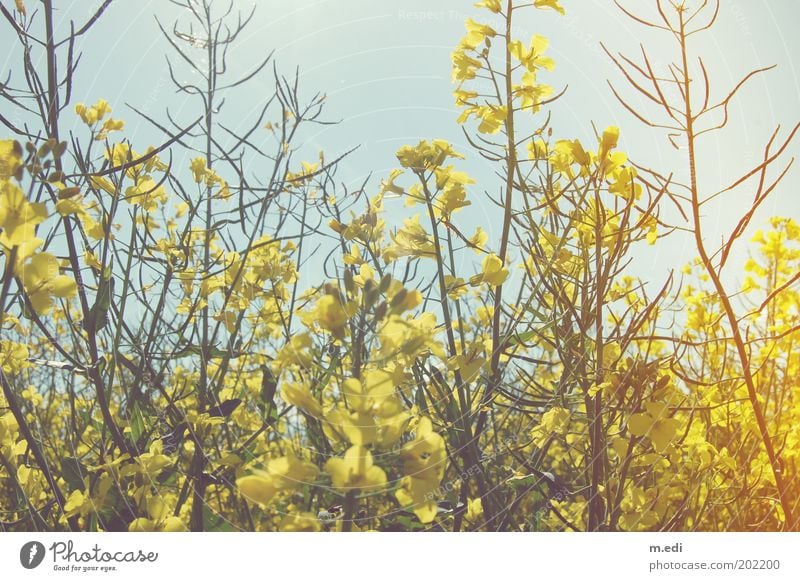 rapeseed Environment Nature Plant Climate Canola Field Natural Colour photo Multicoloured Exterior shot Deserted Morning Day Contrast Sunlight Sunbeam