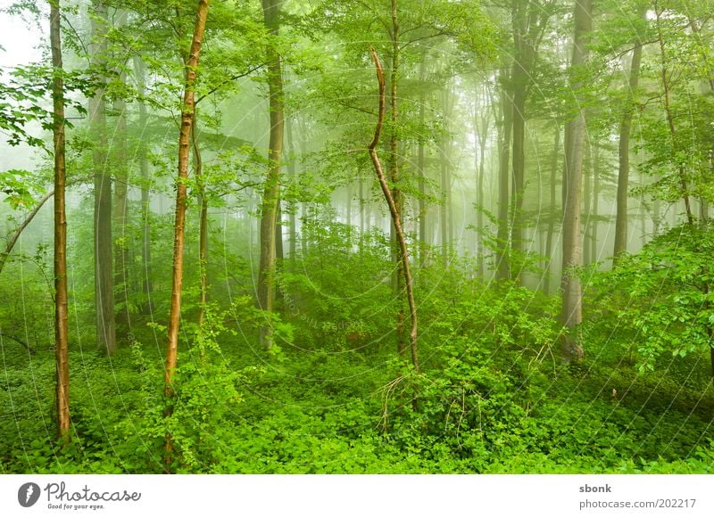 boy fever Summer Environment Nature Landscape Plant Fog Tree Bushes Fern Forest Virgin forest Fresh Wet Green Colour photo Exterior shot Deserted