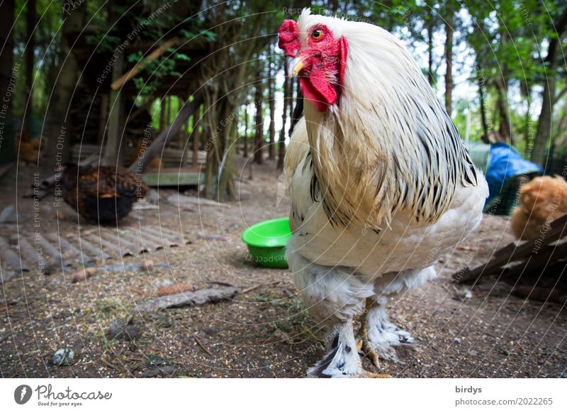 the white giant Agriculture Forestry Masculine Earth Spring Tree Farm animal Rooster Barn fowl 1 Animal Herd Observe Discover Looking Exceptional Elegant