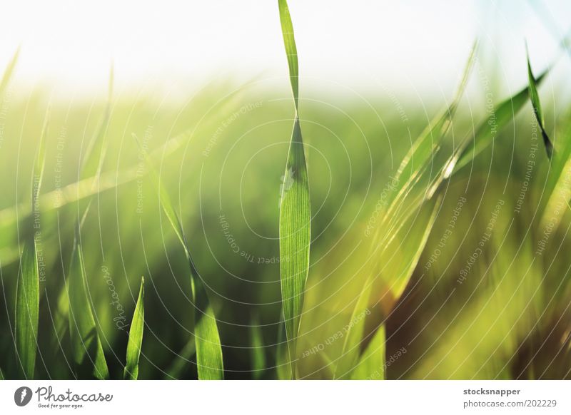 Barley seedlings Green Seedlings Natural Nature Detail Close-up Blur Grass