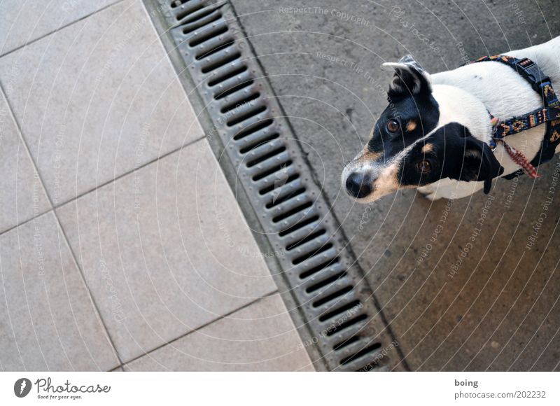 Horst Leberwurst finally has more time to go for a walk Dog 1 Animal Dog collar Fear Timidity Bird's-eye view Rain gutter Tile Looking into the camera