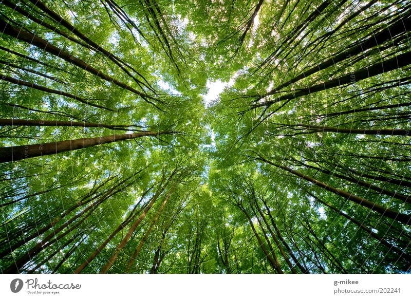 treetops Nature Sky Spring Tree Park Forest Large Tall Above Deciduous tree Center point Treetop Colour photo Multicoloured Exterior shot Deserted Day Contrast