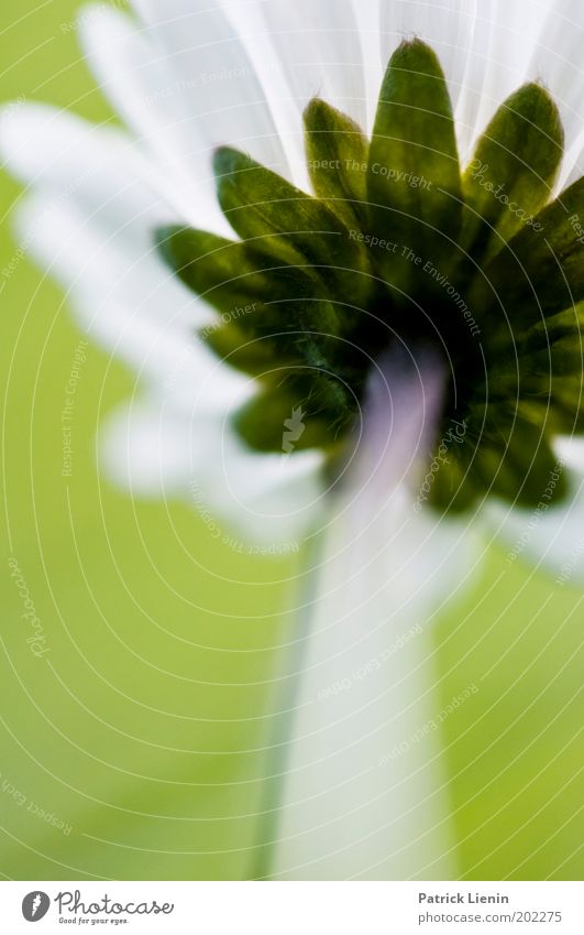 Daisies from the ant's perspective Daisy Plant Green White Blossom Under Small Above Stalk Meadow Spring Impressive Large Colour photo Detail