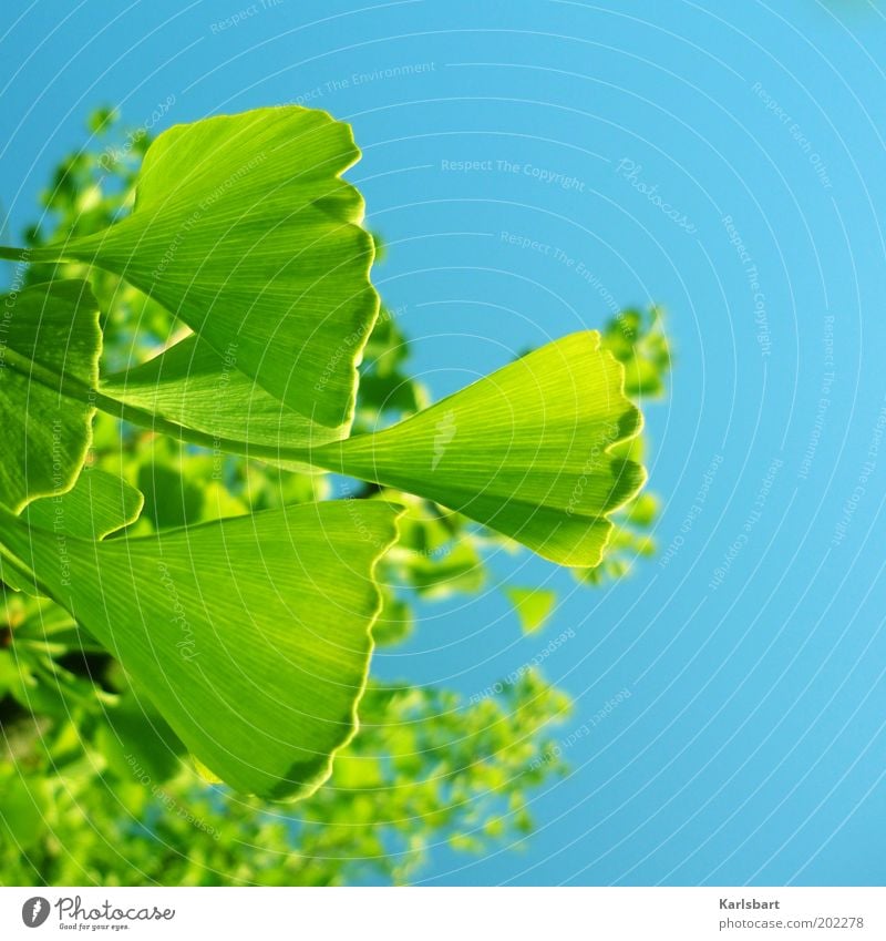 ginkon. Beautiful Environment Nature Sky Sunlight Beautiful weather Plant Tree Ginko Medicinal plant Blue Green Colour photo Multicoloured Exterior shot Detail