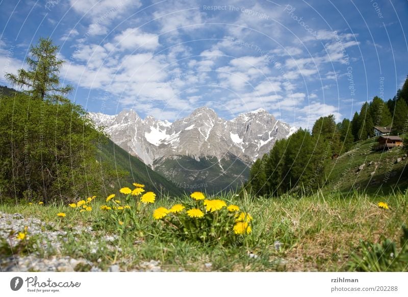 Outlook for S-Charl Mountain House (Residential Structure) Landscape Spring Tree Flower Grass Blossom Meadow Field Forest Rock Alps Green mountain lodge