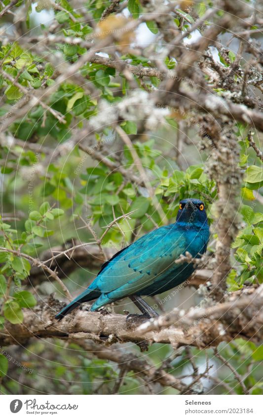 Clarice Expedition Environment Nature Plant Bushes Garden Park Animal Wild animal Bird Animal face Wing Starling 1 Observe Colour photo Exterior shot Deserted