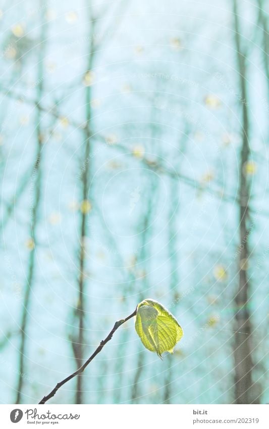 photosynthesis Environment Nature Plant Sky Cloudless sky Sun Spring Climate Weather Beautiful weather Leaf Blue Green Power Photosynthesis Visual spectacle