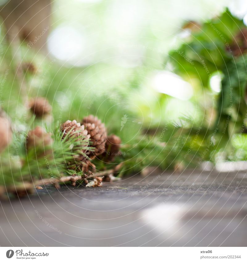 i love my new cam Nature Foliage plant Authentic Beautiful Green Colour photo Exterior shot Close-up Copy Space bottom Day Light Shallow depth of field Twig