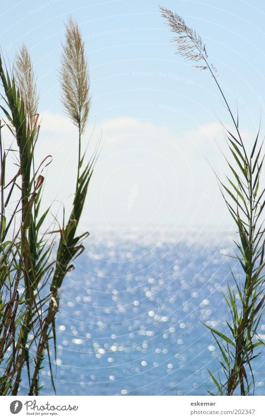 ocean Environment Nature Landscape Elements Water Sky Cloudless sky Horizon Sunlight Summer Beautiful weather Warmth Plant Foliage plant Coast Ocean