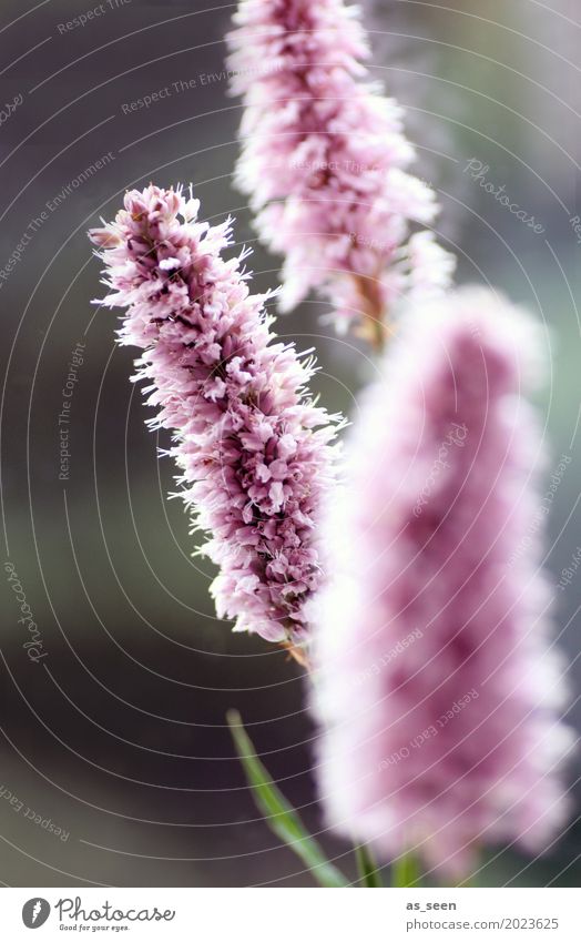 Pink flowers Elegant Wellness Harmonious Senses Calm Meditation Decoration Mother's Day Nature Plant Summer Flower Blossom Apiaceae Bouquet Vase Blossoming