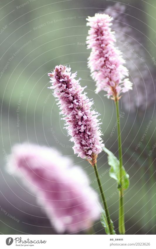 Pink flowers at window II Lifestyle Design Wellness Harmonious Senses Calm Flat (apartment) Decoration Nature Summer Flower Blossom Apiaceae Touch Blossoming