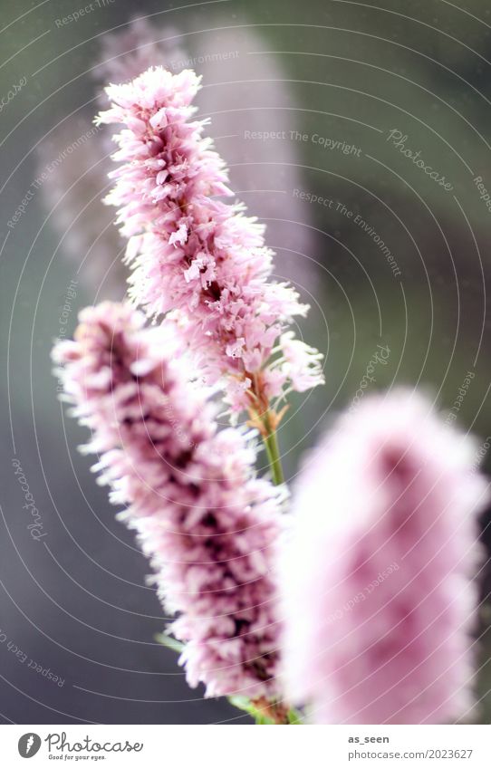 Pink flowers at the window Wellness Life Harmonious Senses Calm Environment Plant Spring Summer Flower Blossom Touch Blossoming Esthetic Natural Soft Green