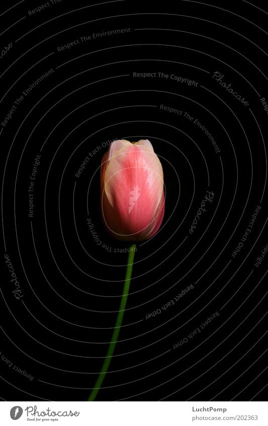 Delicate Noble Black Tulip Tulip blossom Stalk Blossom leave Pink Green Thin Summer Spring Neutral Background Light Transience Fresh Flower Dark Esthetic