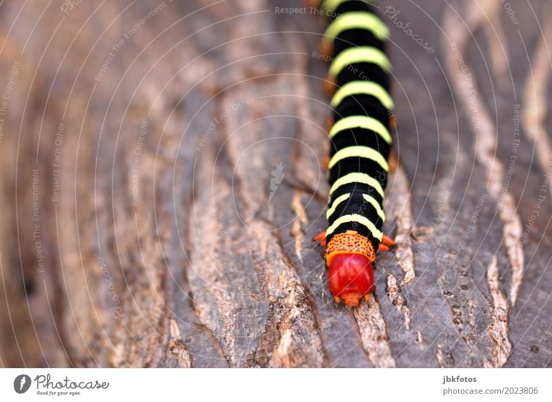 caterpillar insatiable Environment Nature Plant Animal Climate change Farm animal Caterpillar 1 Esthetic Exceptional Beautiful Uniqueness Cuba Colour photo