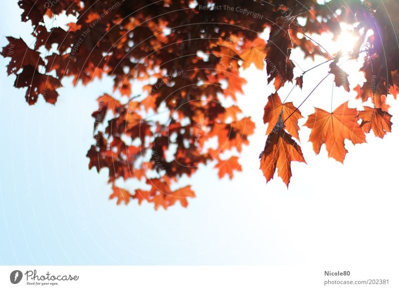 red maple in backlight II Environment Nature Cloudless sky Sunlight Tree Park Calm Maple tree Maple leaf Maple branch Autumn Autumn leaves Autumnal