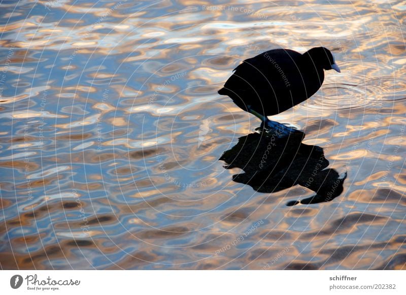 rail shadow Animal Water Pond Lake Bird 1 Going Fat Small Curiosity Round Black Serene Wader Moorhen Romance Foraging Surface of water Mirror image Evening