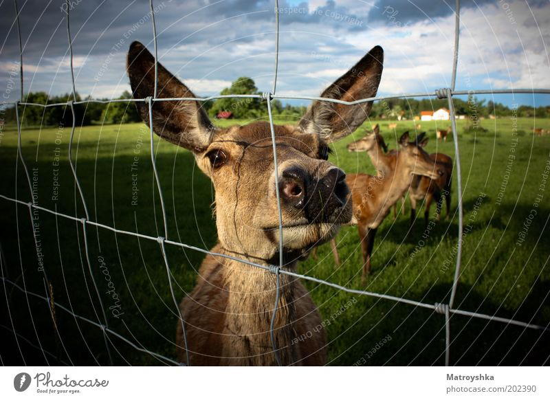 rehgional Landscape Meadow Village Roe deer 3 Animal Fence Observe Feeding Wait Curiosity Beautiful Trust Safety Friendship Appetite Longing Timidity