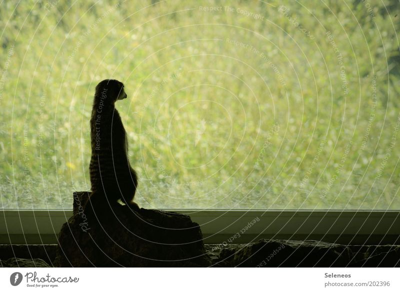 distant view Far-off places Animal Grass Foliage plant Meadow Wild animal Animal face Zoo Meerkat Rodent Glass Observe Looking Love of animals Emotions