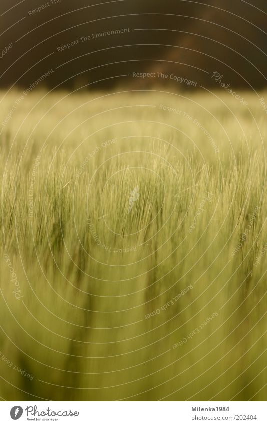 maigerste Summer Nature Landscape Plant Beautiful weather Agricultural crop Field Healthy Bright Soft Yellow Gold Green Barley Grain Colour photo Exterior shot