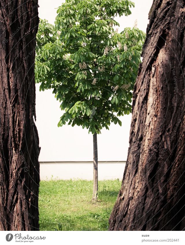 interspace Environment Nature Tree Meadow Stand Growth Large Small Strong Brown Green Tree trunk Chestnut tree Tree bark Column Narrow Plant Spacing Treetop