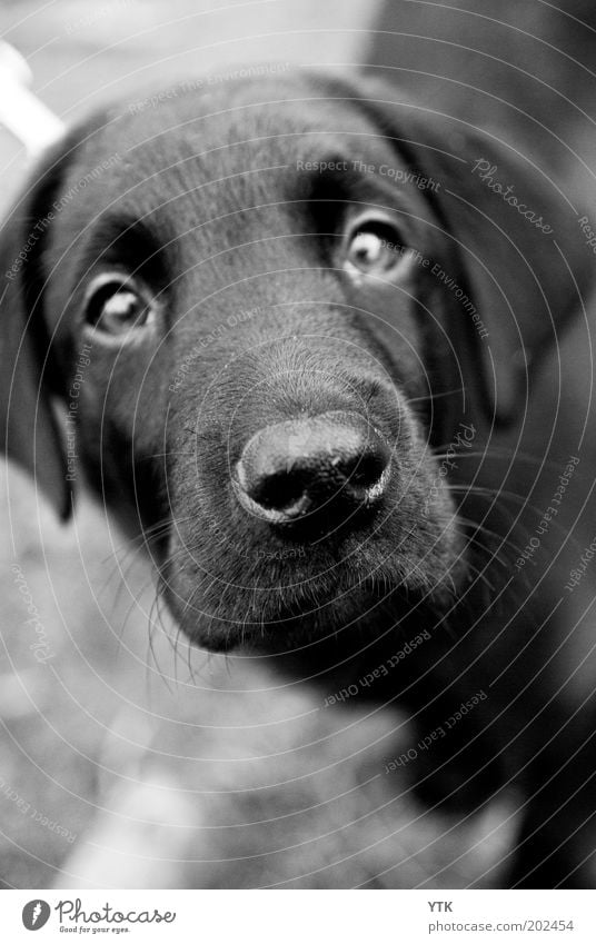 What are you doing? Animal Pet Dog Animal face 1 Sadness Esthetic Cuddly Curiosity Concern Expectation Hair and hairstyles Puppydog eyes Loyalty Amazed Upward