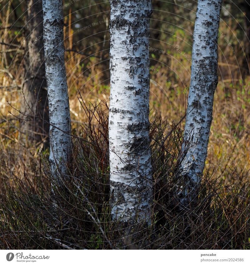 Birch round dance. Nature Landscape Elements Beautiful weather Tree Forest Dance 3 Birch tree Birch bark Dance event Colour photo Exterior shot