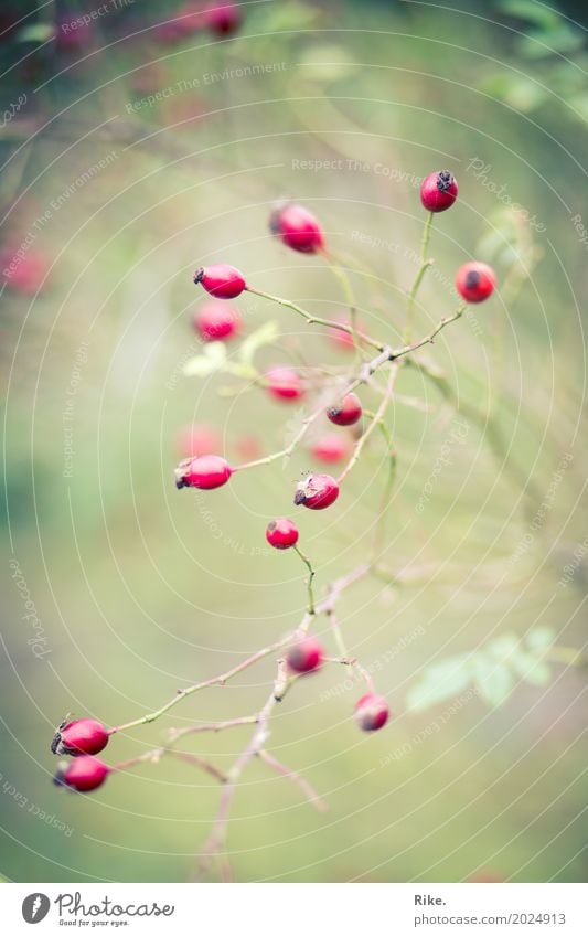 A slightly different rose. Food Healthy Eating Environment Nature Plant Spring Summer Bushes Rose hip Dog rose Garden Park Red Country life Vitamin C Forest