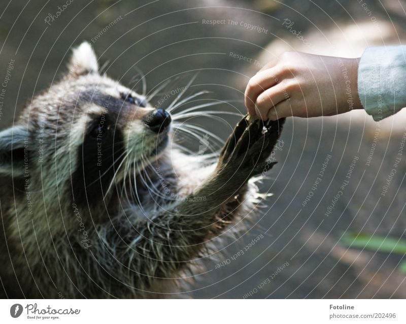 A peanut for you... a peanut for me ... Human being Child Infancy Skin Hand Fingers Environment Nature Animal Wild animal Pelt Paw Brash Bright Curiosity Soft