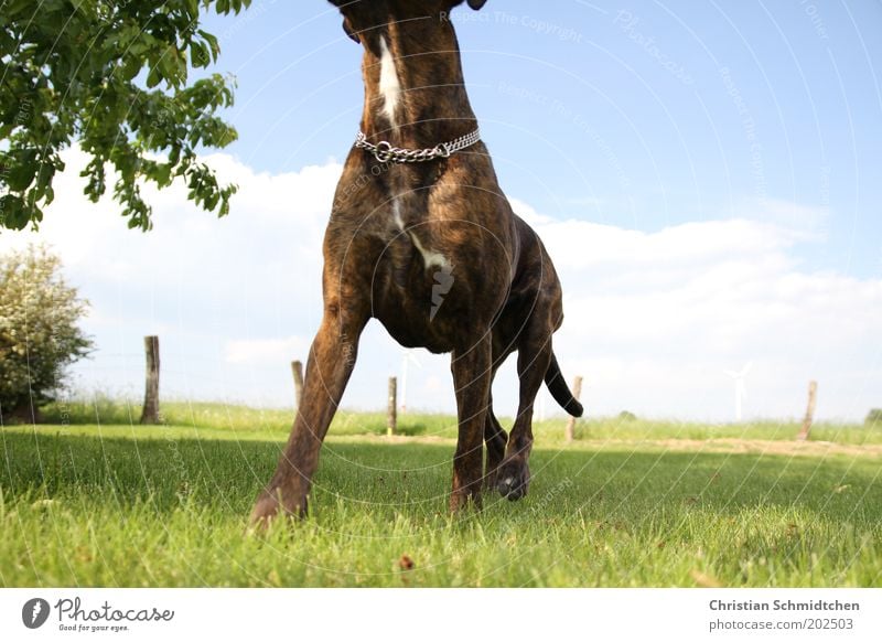 boxer breast Nature Sky Clouds Summer Beautiful weather Grass Animal Pet Dog 1 Blue Brown Green Black Power Boxer Colour photo Multicoloured Exterior shot