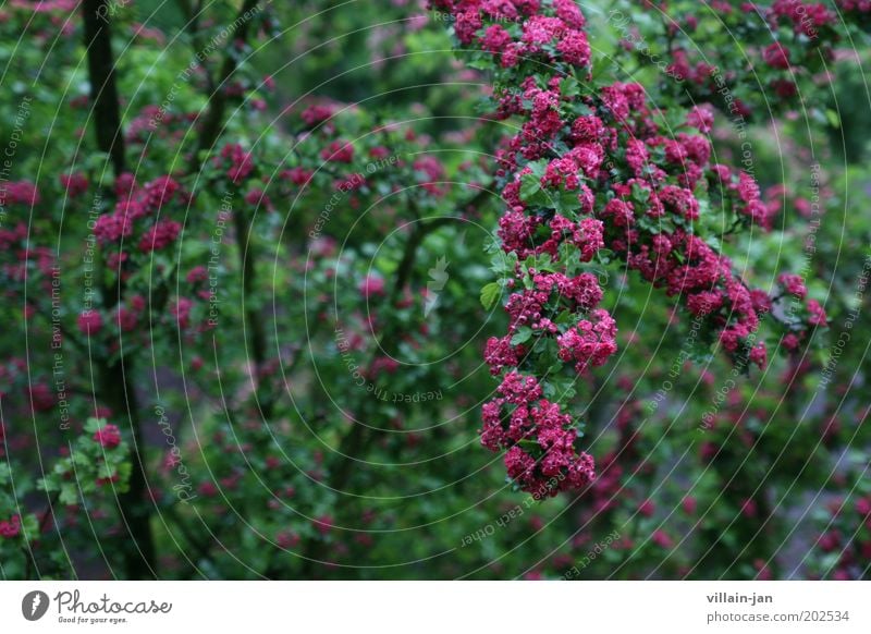 blossoms Nature Plant Tree Blossom Foliage plant Blossoming Growth Wet Green Violet Pink Environment Colour photo Exterior shot Deserted Shallow depth of field