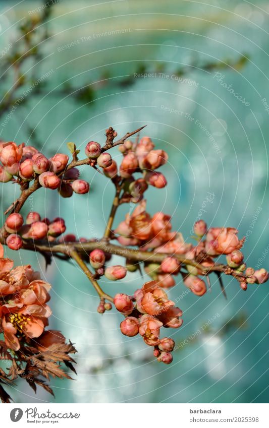 quince flower variation Nature Plant Spring Climate Bushes Blossom Quince Flowering Quince Garden Blossoming Orange Pink Moody Spring fever Anticipation Romance