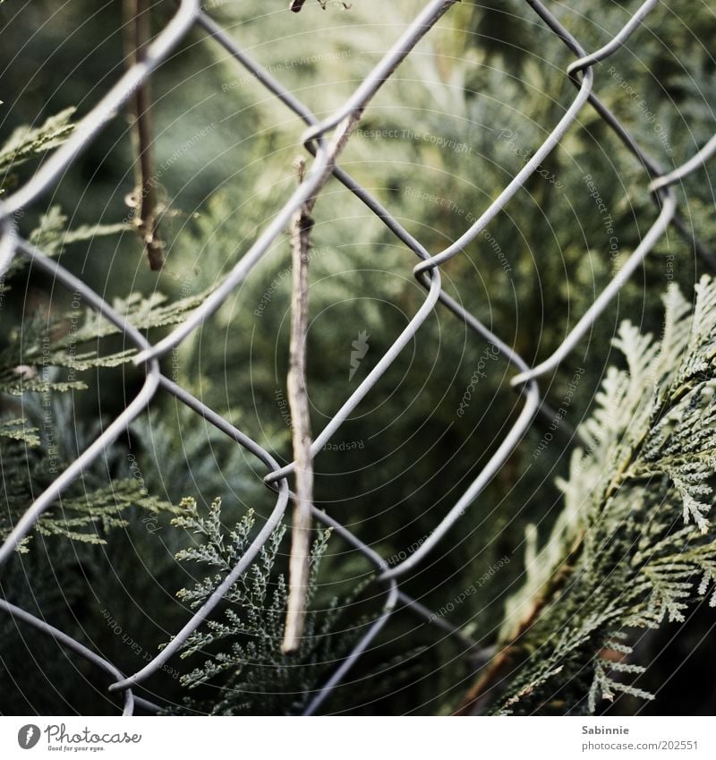 walk detail Fence Environment Nature Plant Bushes Fern Foliage plant Authentic Natural Colour photo Subdued colour Exterior shot Close-up Detail