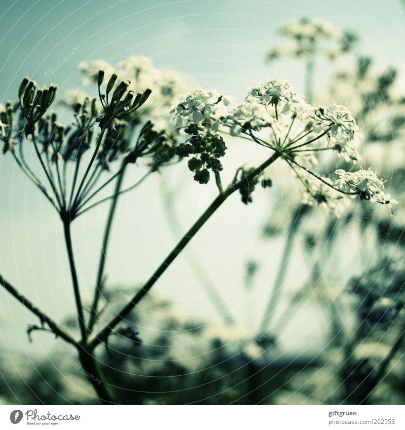 summer Nature Plant Flower Blossom Blossoming Growth Esthetic Natural White Simple Common Yarrow Spring Summer Meadow flower Normal Stalk Botany Biology