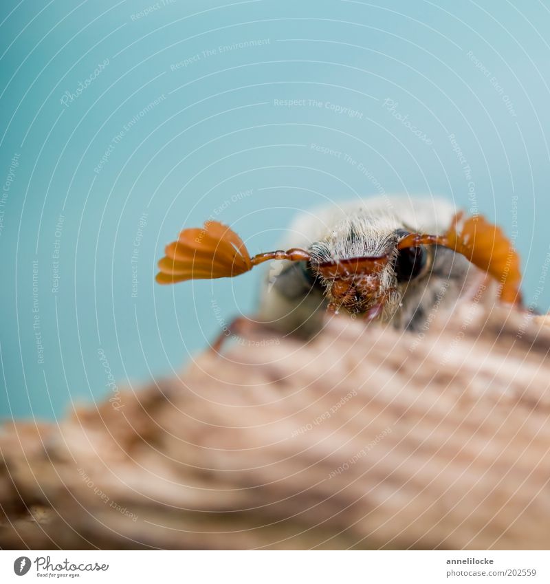 a tad shy Nature Animal Wild animal Animal face Wing Insect Beetle May bug Feeler Eyes Crawl Looking Small Blue Brown Sit Cute Exterior shot Close-up