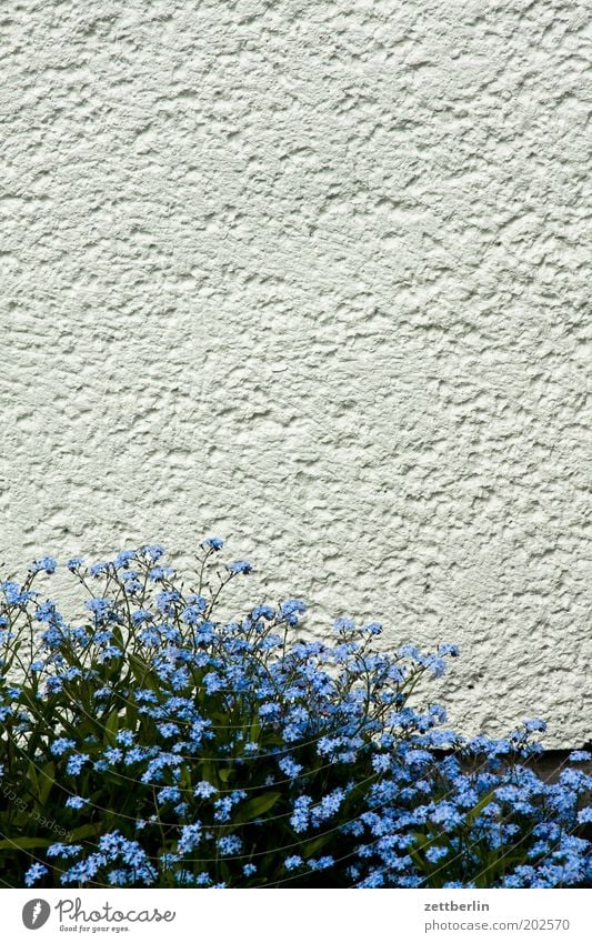 Forget it! Blue Flower Blossom Blossoming Spring Spring flowering plant Forget-me-not myosotis sylvatica Boraginaceae Herbaceous plants Ground cover plant