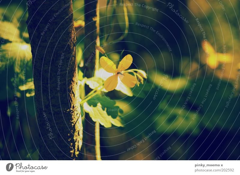 Bling bling Nature Forest Moody Yellow Tree trunk Flower Blossom Marsh marigold Blur Vintage Colour photo Subdued colour Exterior shot Detail