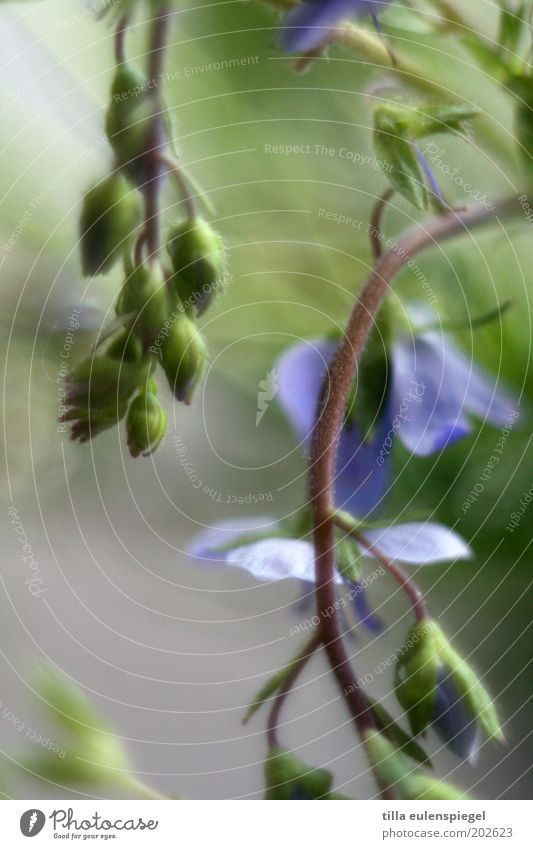 sag Nature Plant Spring Flower Blossom Foliage plant Meadow Hang To dry up Natural Wild Blue Green Colour Forget-me-not Bud Stalk Part of the plant Colour photo