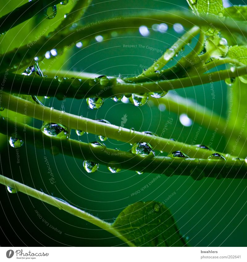 Life Green Nature Plant Water Drops of water Spring Weather Rain Bushes Foliage plant Wet Colour photo Multicoloured Exterior shot Close-up Detail