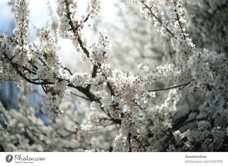 flower dream Environment Nature Plant Air Sky Cloudless sky Weather Beautiful weather Warmth Breathe Blossoming Illuminate Esthetic Sustainability Blue White