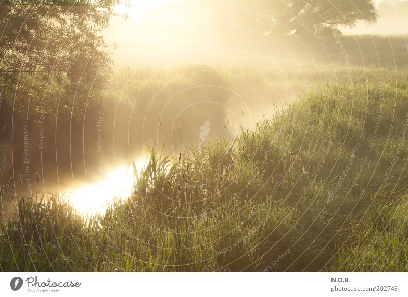 fairy lustre Nature Landscape Water Sun Spring Beautiful weather Meadow Bog Marsh Brook To enjoy Esthetic Fantastic Glittering Natural Yellow Gold Green